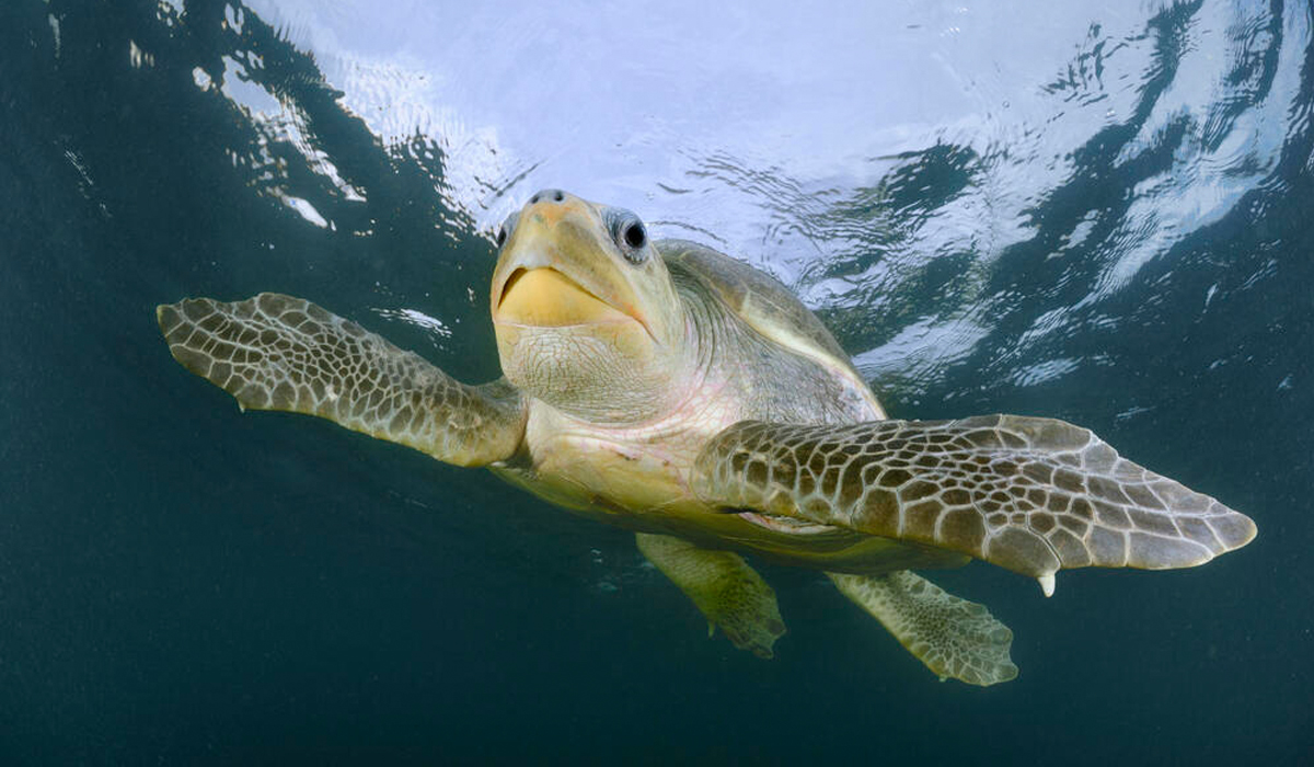 Olive ridley turtle
